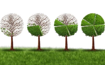 Quand les arbres deviennent des banquiers : comment les forêts influencent l’économie mondiale